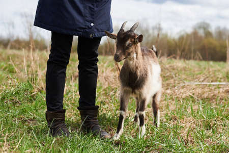Small colored goat on the farm. For all purposesの写真素材