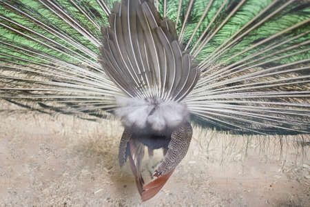 The peacock's tail, back view for any purpose