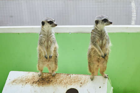 Two gray meerkats stand on their hind legs on the roof of the house for any purposeの写真素材
