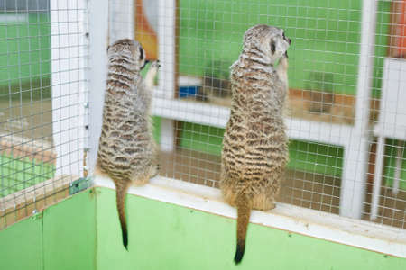 Two grey meerkat hanging on the bars of the cage for any purposeの写真素材