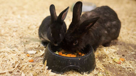 Two lovely black rabbit eat food from the feeders for any purposeの写真素材