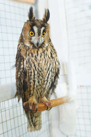 Funny long-eared owl looking right for any purposeの写真素材