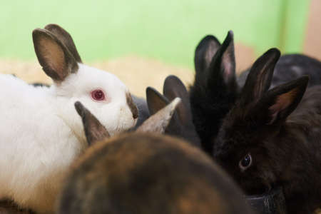 Group of different cute rabbits for any purposeの写真素材