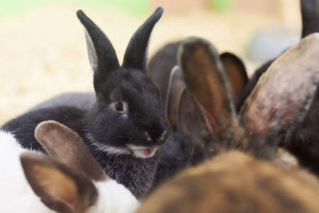 Cute black rabbit with a surprised muzzle for any purposeの写真素材