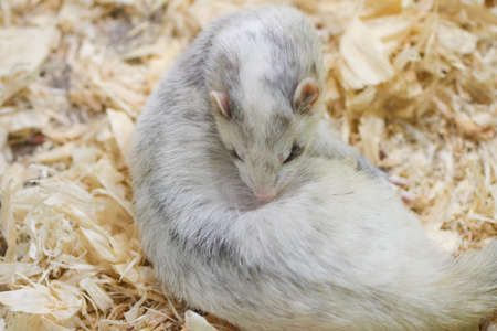 Light gray ferret lying on wood sawdust for any purpose