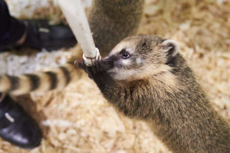 Little coati playing with a chair leg for any purposeの写真素材