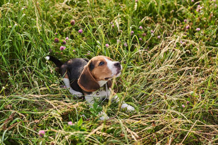 Beagle puppy lying on the grass and looking up for any purposeの写真素材