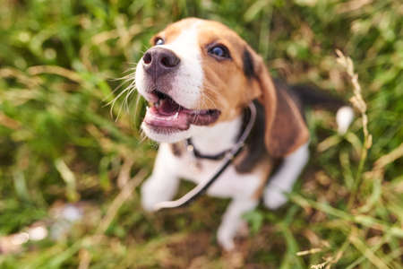 Beagle puppy, mouth open, Bouncing on the grass, selective focus for any purposeの写真素材