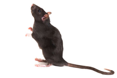 A cute gray rat, stands on its hind legs, and look up. With a long tail.の写真素材