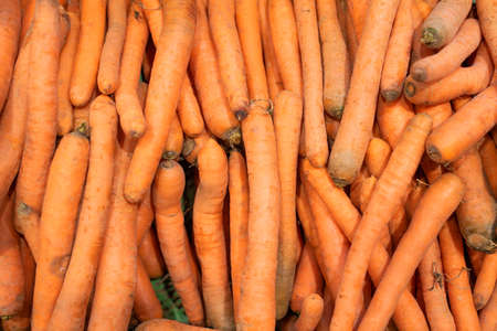 Carrots on the counter in the supermarket. For any purpose.の写真素材