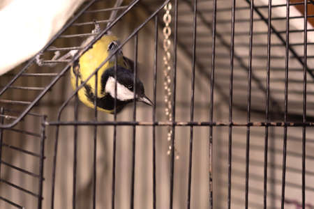 A titmouse in a cage, a captive bird, plays and crawls upside down. For any purpose.の写真素材