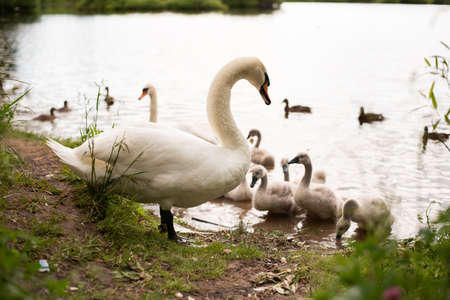 Beautiful white swan on the lake. With little chicks. For any purpose.の写真素材