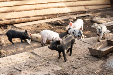 Little pigs of different colors on a home farm. For any purpose.の写真素材