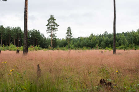 Field in the grass, against the background of the forest. Background textureの写真素材