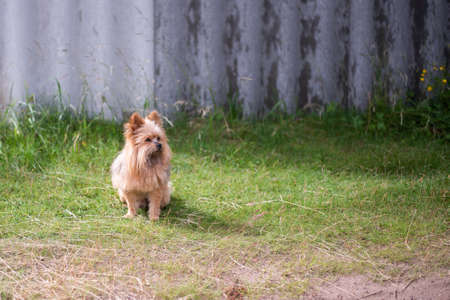 Mixture of yorkshire terrier. Adult dog. Sitting on the roadの写真素材