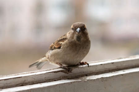 City Sparrow, the male on the balcony. For any purpose.