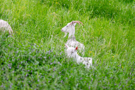 Little goat in a field on the grass. High quality photoの写真素材