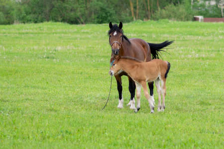 A bay horse with a foal in a field on a grazing. High quality photoの写真素材