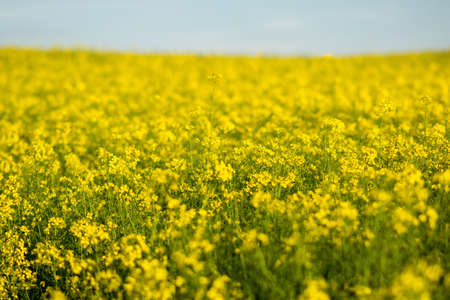 Rapeseed field on a sunny day, with sunlight. High quality photo