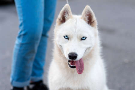 Funny white husky, next to the owner. High quality photoの写真素材