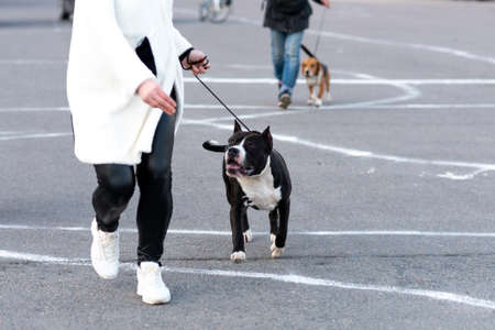 Black and white pidbull on a leash. High quality photoの写真素材
