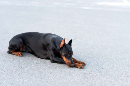 Doberman pinscher lies on an asphalt road. High quality photoの写真素材