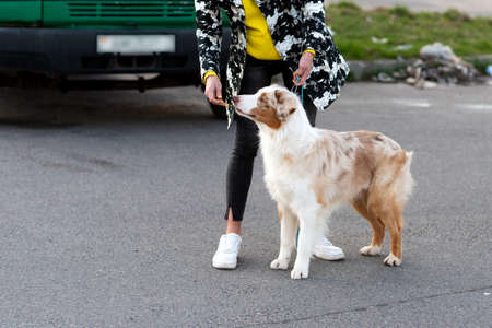 Australian Shepherd on a leash, next to the owner. High quality photoの写真素材