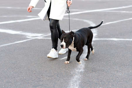 Black and white pidbull on a leash. High quality photo