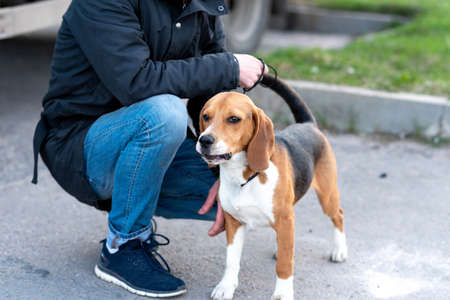 Adult beagle cable on a leash. High quality photoの写真素材