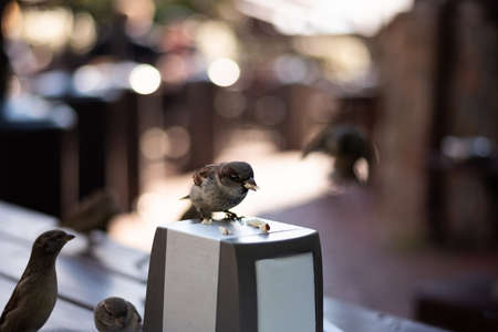 Urban sparrows in a cafe on the table.の写真素材