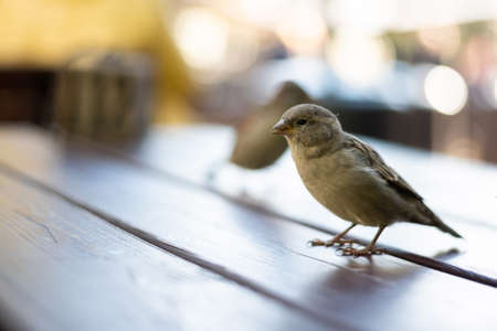 Urban sparrows in a cafe on the table. High quality photoの素材 [FY310180190231]