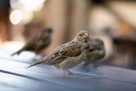 Urban sparrows in a cafe on the table.の写真素材