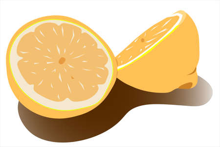 Citrus fruit, lemon, orange cut in half. vector illustrationのイラスト素材