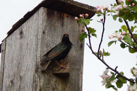 Starling on the crossbar of a birdhouse. high quality photoの写真素材