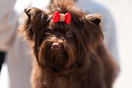Charming Yorkshire terrier, chocolate color, with a beautiful bow in the bangs. high quality photoの写真素材
