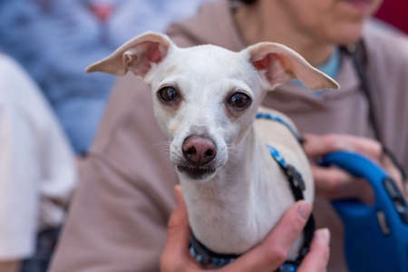 Cute white dog, Whipet breed, in the arms. high quality photoの写真素材