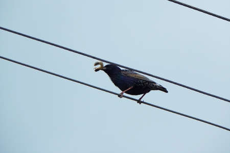 A starling with a larva of the May chafer in its beak on wires. high quality photoの写真素材