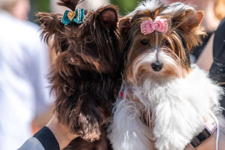 Two Yorkshire terriers, chocolate and biro, with beautiful bows, in their arms. high quality photoの写真素材