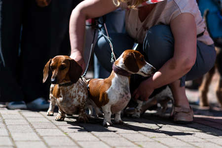 Two mini dachshunds, in the city on leashes. high quality photoの写真素材