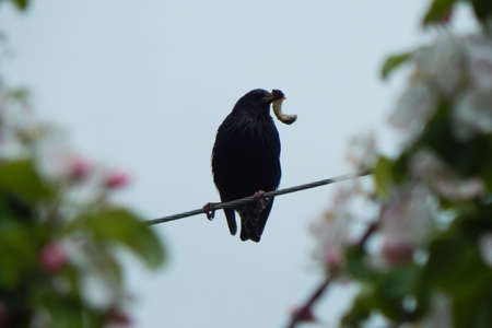 A starling with a larva of the May chafer in its beak on wires. high quality photo