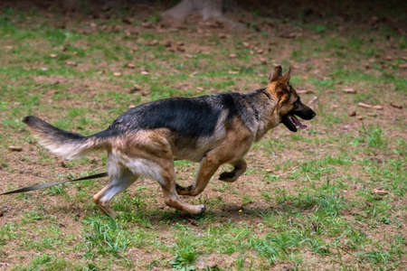 German Shepherd, with a leash, running through the grass with open mouth. high quality photoの写真素材