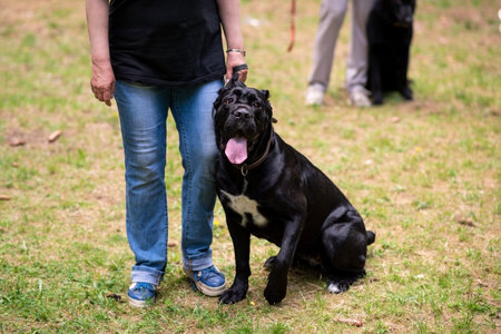 Cane Corso, next to the mistress, for a walk.の写真素材