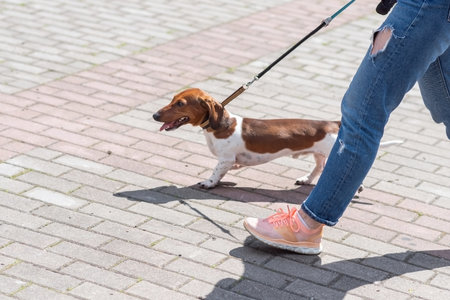 Cute pygmy dachshund of white and red color, on a leash. high quality photo