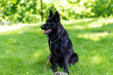 Beautiful black shepherd dog on the grass, on a green background. high quality photoの写真素材