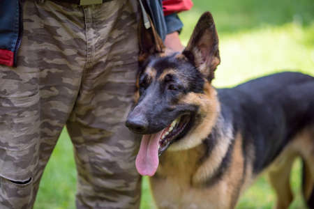 Beautiful service german shepherd next to the owner. high quality photoの写真素材