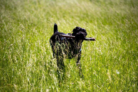Cane Corso with a stick in his teeth runs through the grass. high quality photoの写真素材