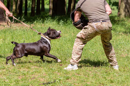 A pit bull attacks a cynologist during aggression training. high quality photoの写真素材