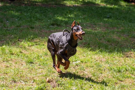 Doberman with a cynologist, in attack training, in the face. high quality photoの写真素材