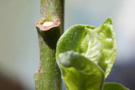 Young leaves, bright green, on a tree branch. high quality photo