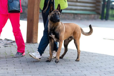 Belgian Shepherd, Malinois, on the street in the city. high quality photoの写真素材
